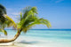 Exotic Palm Trees White