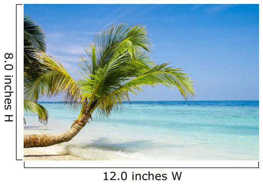 Exotic Palm Trees White