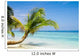 Exotic Palm Trees White