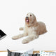 Oscar the Labradoodle Wall Decal
