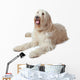 Oscar the Labradoodle Wall Decal