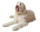 Oscar the Labradoodle Wall Decal