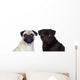Nice pug couple Wall Decal