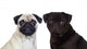 Nice pug couple Wall Decal