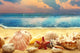 Seashells Sandy Beach
