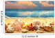 Seashells Sandy Beach