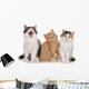 Nebeneinander-three Little Kittens Three