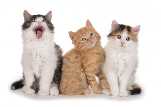 Nebeneinander-three Little Kittens Three