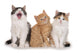 Nebeneinander-three Little Kittens Three