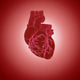 Human Heart