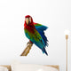 Beautiful Pet Parrot