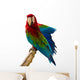 Beautiful Pet Parrot