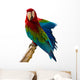 Beautiful Pet Parrot