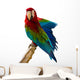 Beautiful Pet Parrot