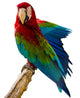 Beautiful Pet Parrot