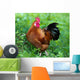 Rooster