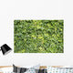Ivy Leaves White Wall Mural