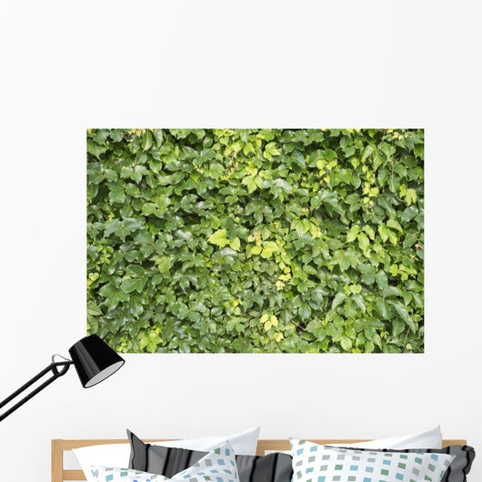 Ivy Leaves White Wall Mural