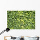 Ivy Leaves White Wall Mural