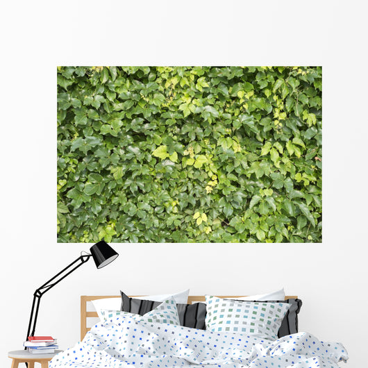 Ivy Leaves White Wall Mural