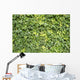 Ivy Leaves White Wall Mural