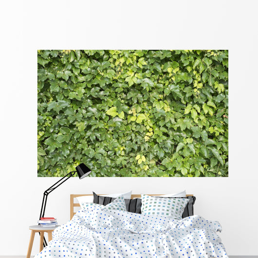 Ivy Leaves White Wall Mural