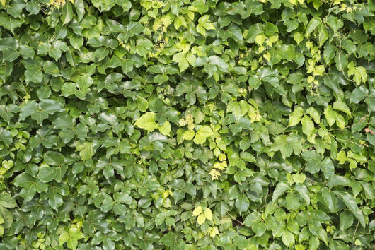 Ivy Leaves White Wall Mural
