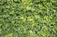 Ivy Leaves White Wall Mural