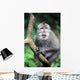 Wild Monkey Wall Mural