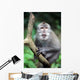 Wild Monkey Wall Mural