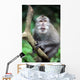 Wild Monkey Wall Mural