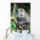 Wild Monkey Wall Mural