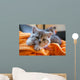 Little Grey Cat Lying
