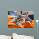 Little Grey Cat Lying