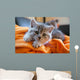 Little Grey Cat Lying