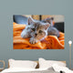 Little Grey Cat Lying