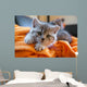 Little Grey Cat Lying
