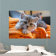 Little Grey Cat Lying