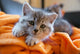 Little Grey Cat Lying