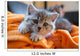 Little Grey Cat Lying