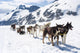 Alaska Dog Sledding Travel Wall Decal