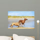 Two dogs english bulldog and rhodesian ridgeback dog running at Wall Mural