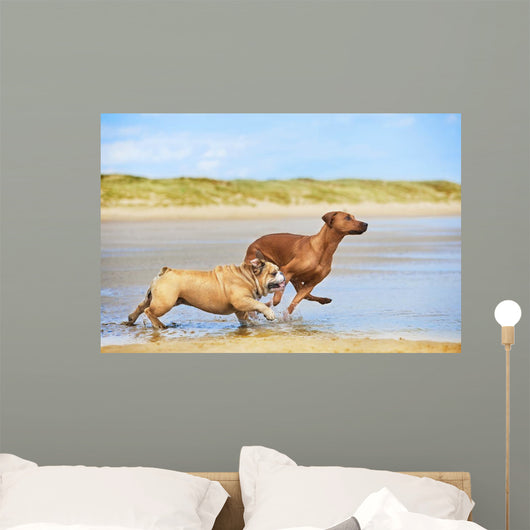 Two dogs english bulldog and rhodesian ridgeback dog running at Wall Mural