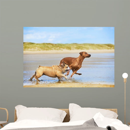 Two dogs english bulldog and rhodesian ridgeback dog running at Wall Mural