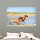Two dogs english bulldog and rhodesian ridgeback dog running at Wall Mural