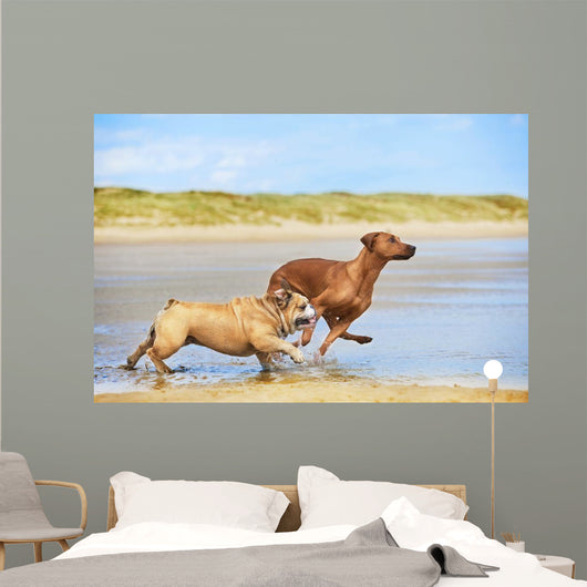 Two dogs english bulldog and rhodesian ridgeback dog running at Wall Mural