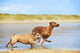 Two dogs english bulldog and rhodesian ridgeback dog running at Wall Mural
