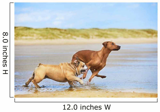 Two dogs english bulldog and rhodesian ridgeback dog running at Wall Mural