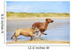Two dogs english bulldog and rhodesian ridgeback dog running at Wall Mural