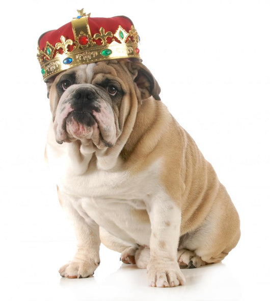 Dog Wearing Crown Wall Decal